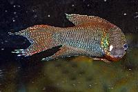 <i>Macropodus erythropterus</i>