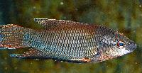 <i>Macropodus erythropterus</i>