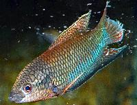 <i>Macropodus erythropterus</i>