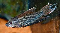 <i>Macropodus erythropterus</i>