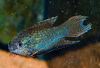 <i>Macropodus erythropterus</i>