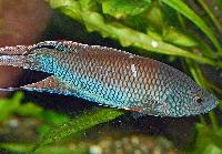 <i>Macropodus erythropterus</i>