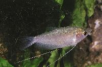 <i>Trichopodus microlepis</i>