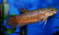 <i>Betta patoti</i>