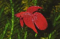 <i>Betta splendens</i>