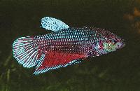 <i>Betta splendens</i>