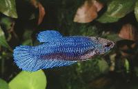 <i>Betta splendens</i>