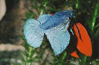 <i>Betta splendens</i>