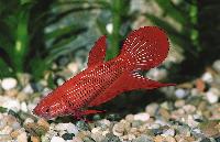 <i>Betta splendens</i>