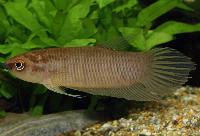 <i>Betta anabatoides</i>