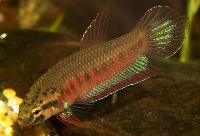 <i>Betta rubra</i>