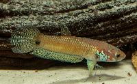 <i>Betta unimaculata</i>