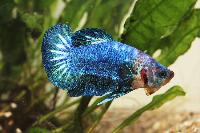 Betta Splendens 