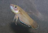 Krabis munruvarbetta