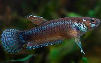 <i>Betta pallifina</i>