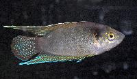 <i>Macropodus opercularis</i> (f.d. <i>M.chinensis</i>)