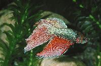 <i>Betta splendens</i>