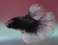 <i>Betta splendens</i>