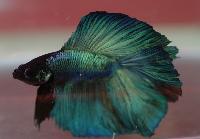 <i>Betta splendens</i>