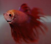 <i>Betta splendens</i>