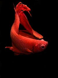 <i>Betta splendens</i>