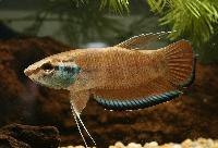 Borneo bandad betta