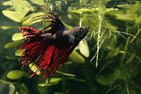 <i>Betta splendens</i>