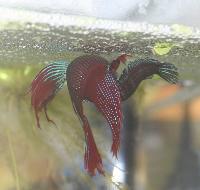 <i>Betta splendens</i>