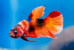 Betta splendens, Candy