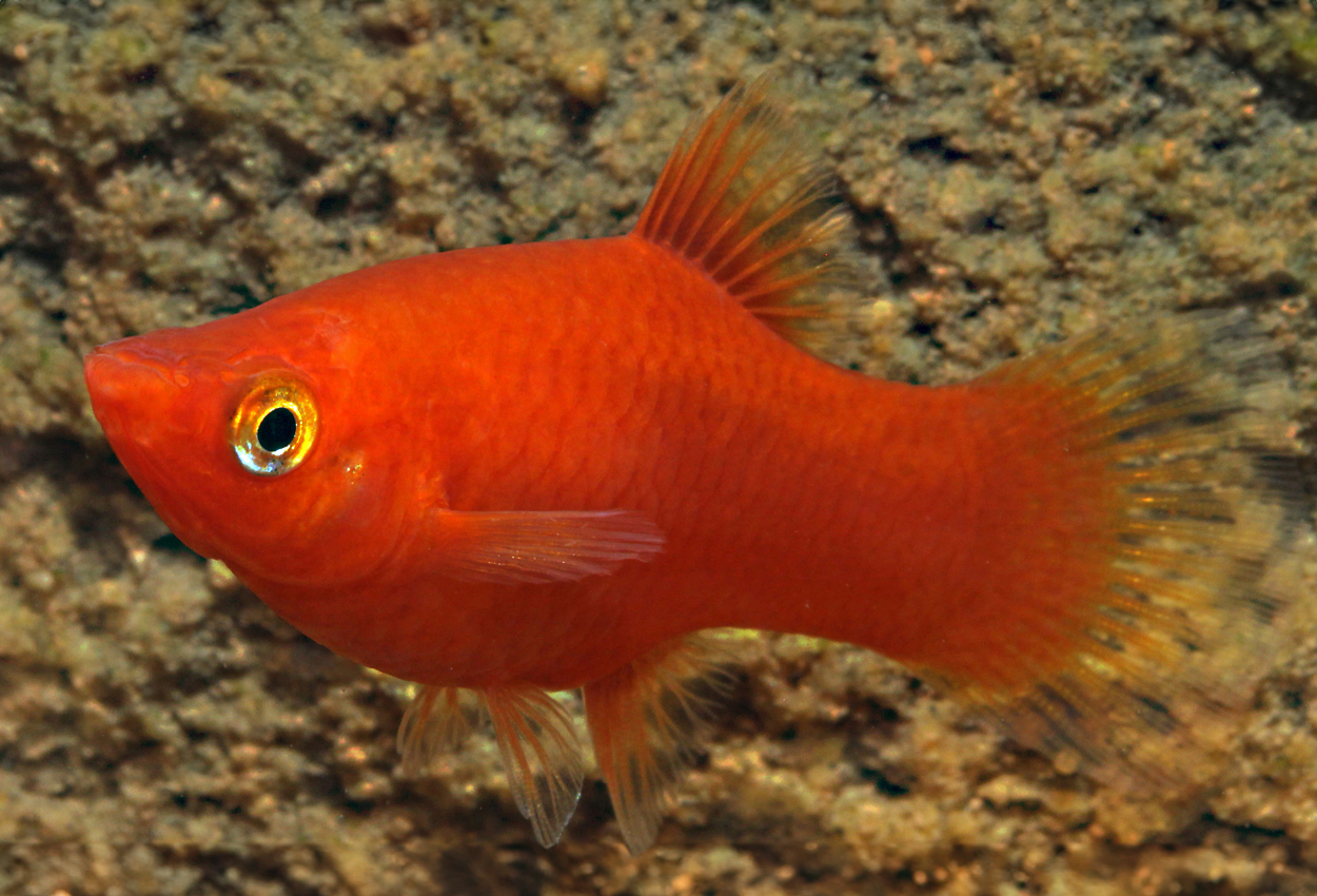 <i>Xiphophorus</i> <i>maculatus</i>, röd
