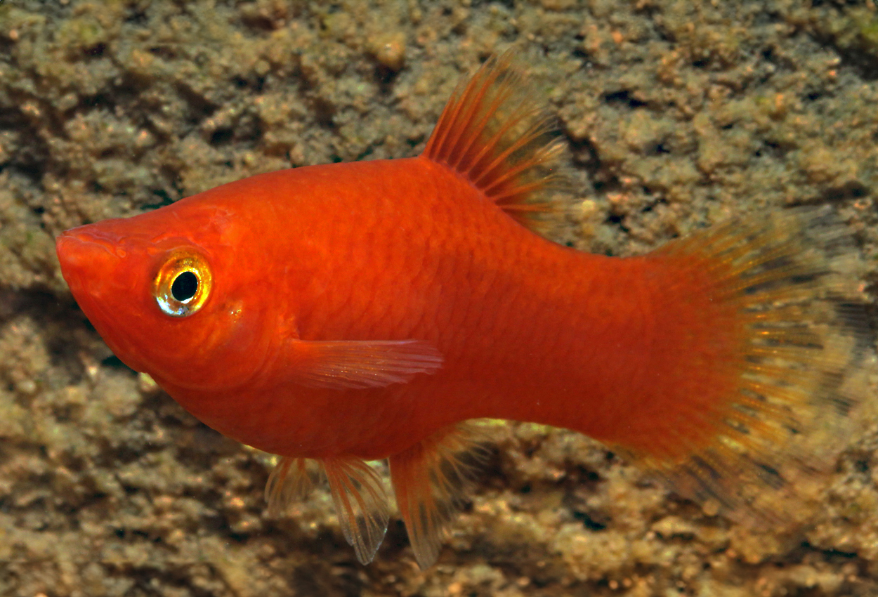 Foto på fisken Xiphophorus maculatus