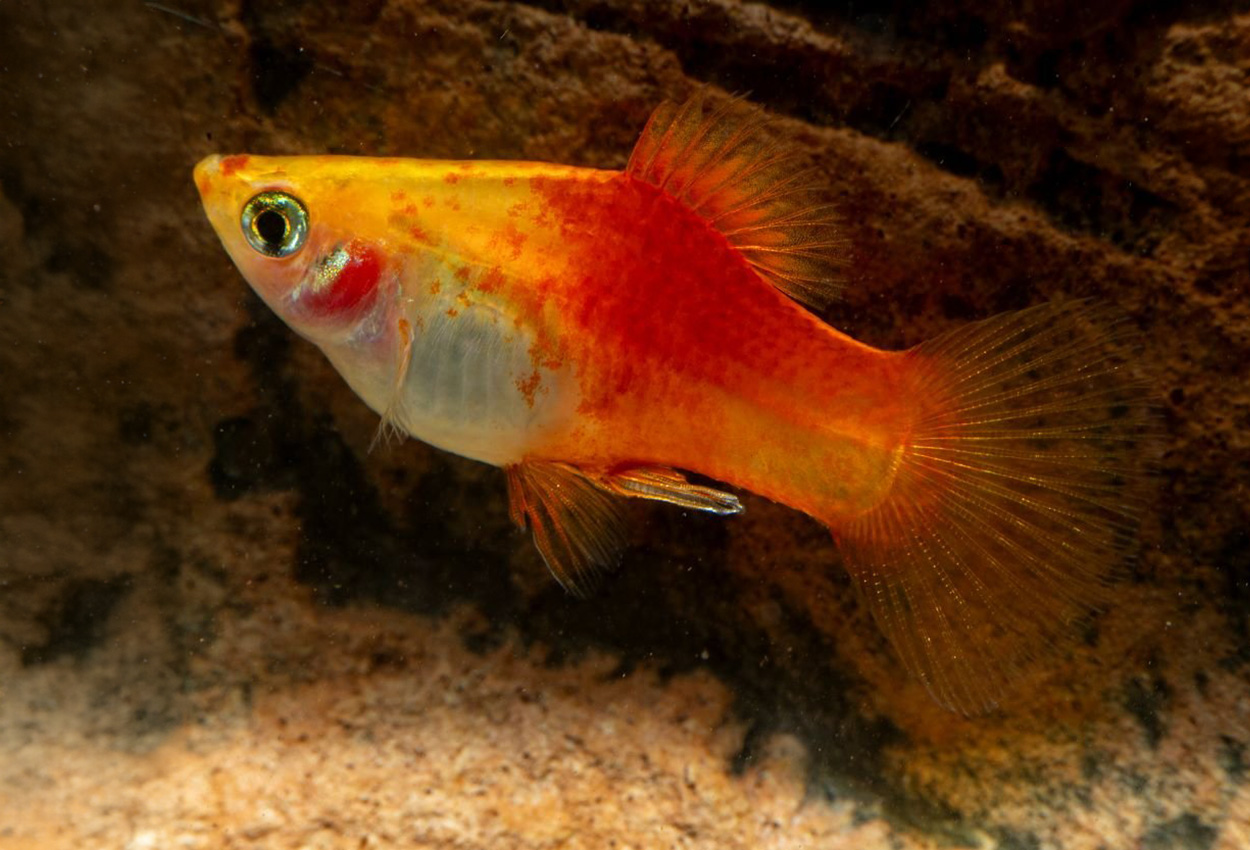 Foto på fisken Xiphophorus maculatus