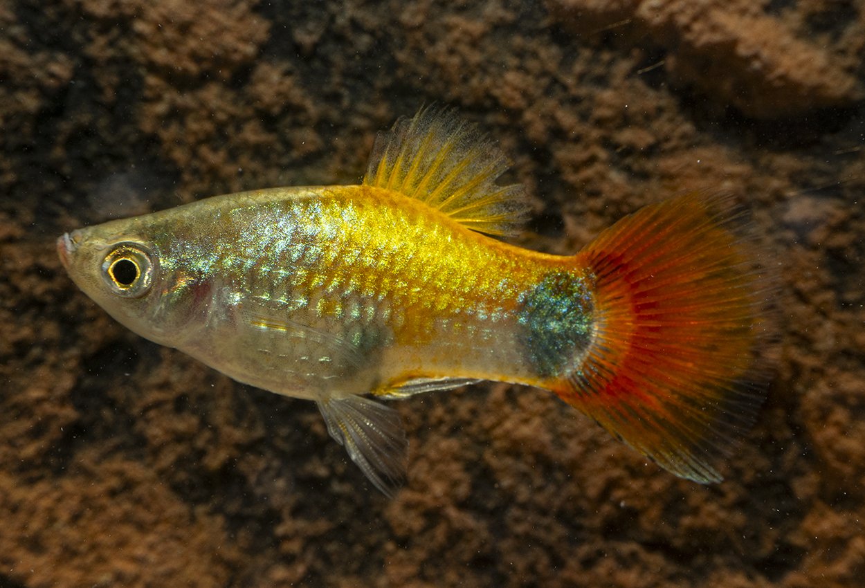 Foto på fisken Xiphophorus maculatus