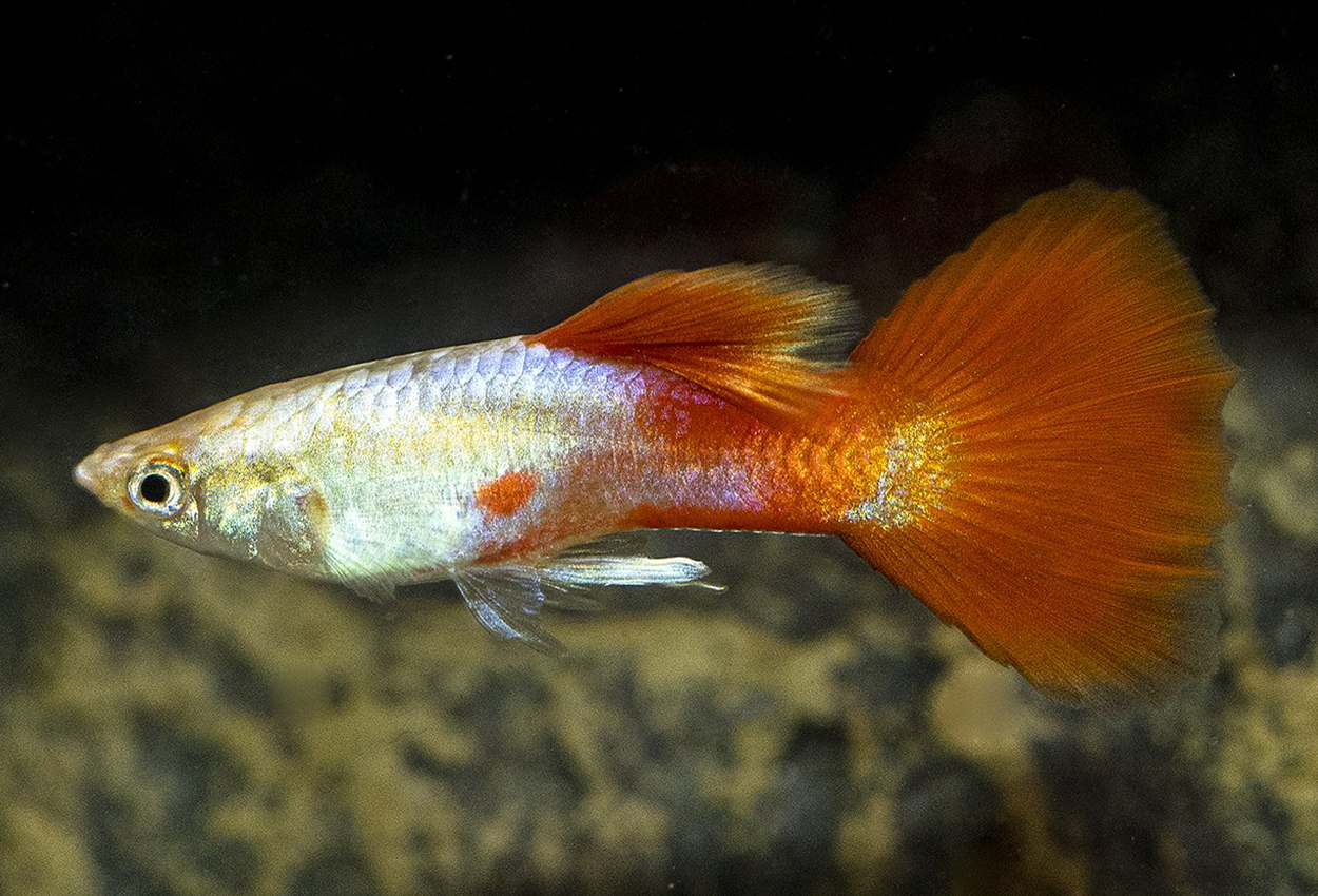 Guppy rödstjärtad ljus hane