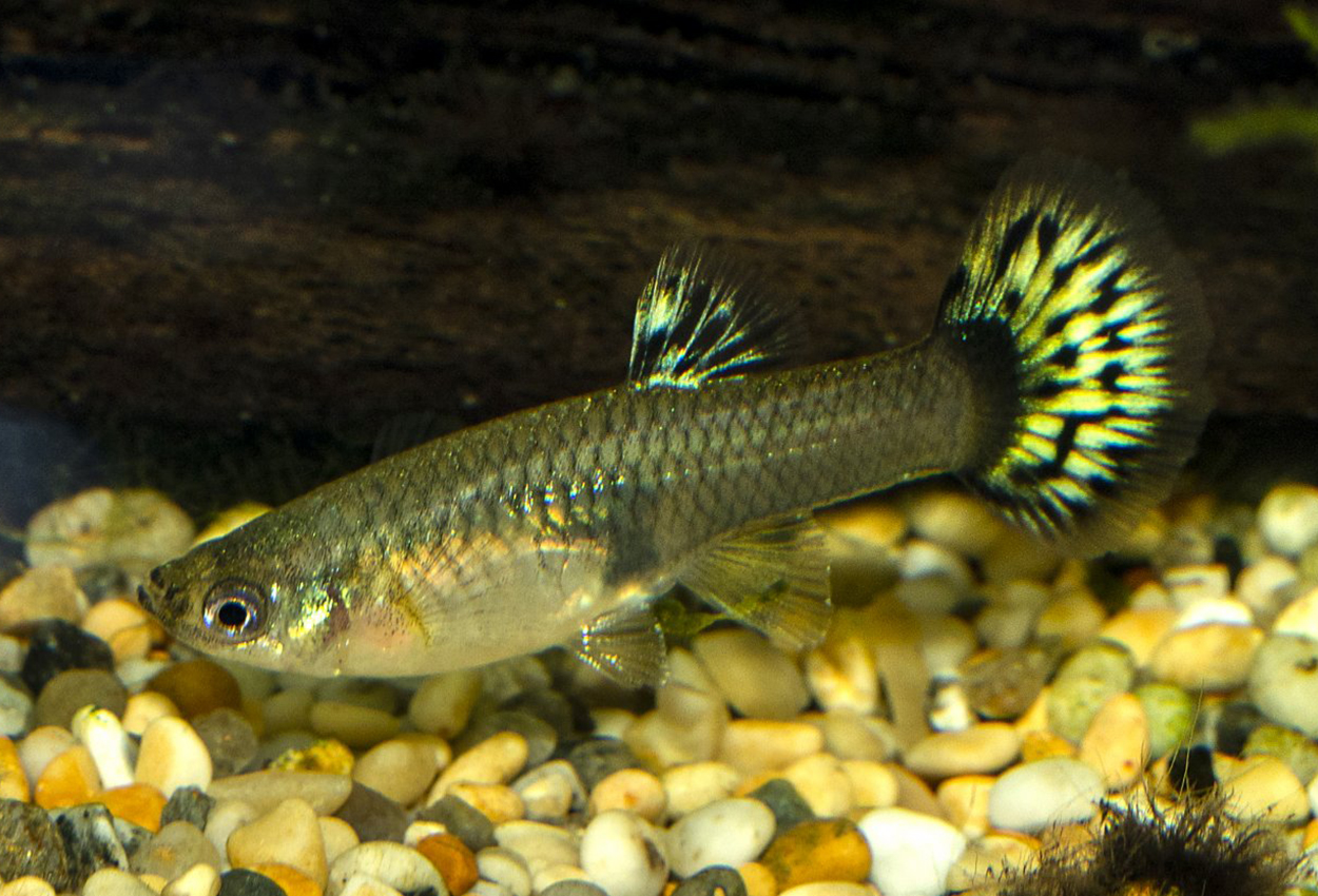 Foto på fisken Poecilia reticulata