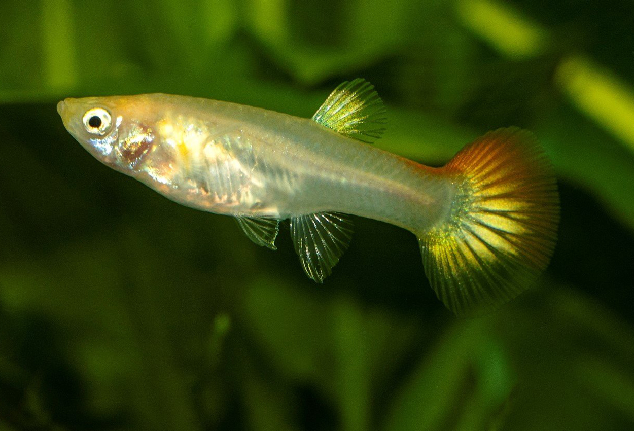 Foto på fisken Poecilia reticulata