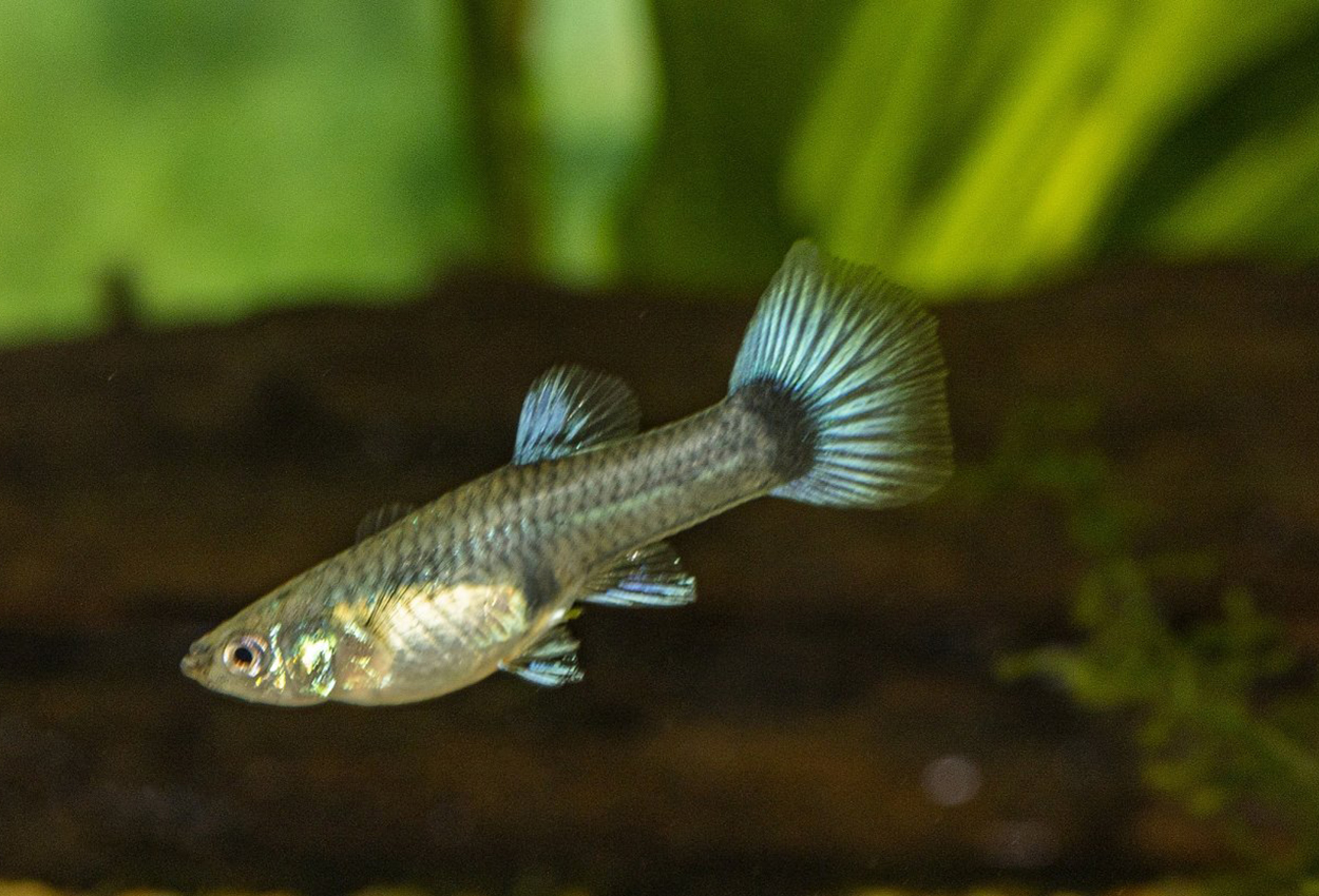 Foto på fisken Poecilia reticulata