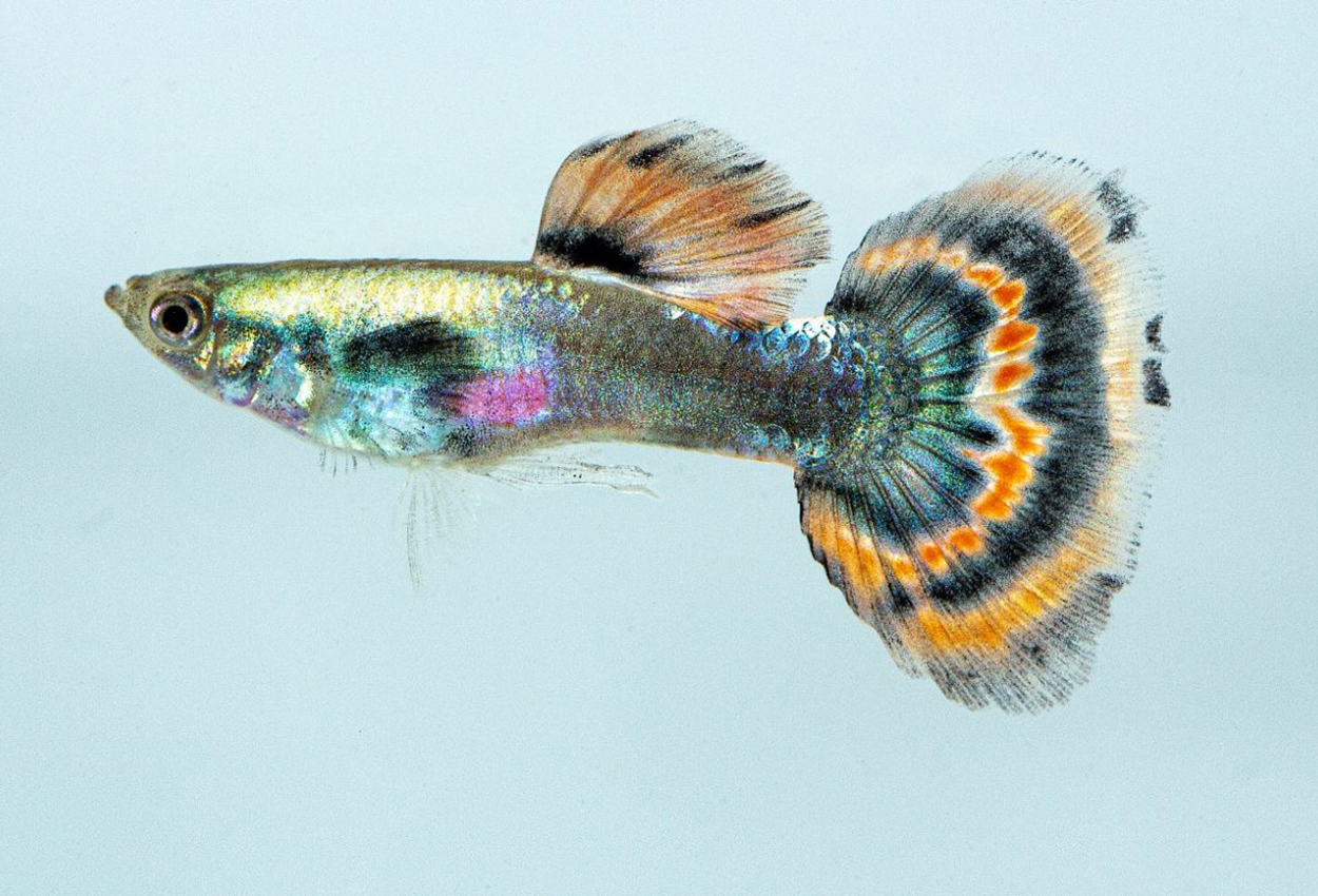 Guppy rödstjärtad neon hane