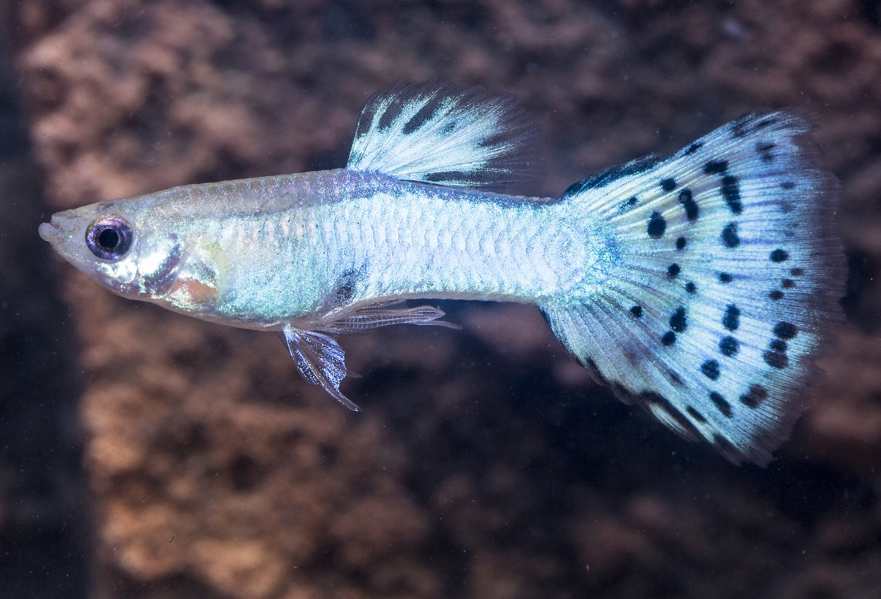 Foto på fisken Poecilia reticulata