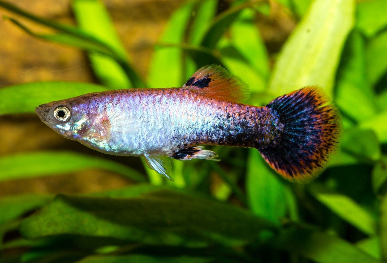 Guppy kopparstjärtad metallic hane