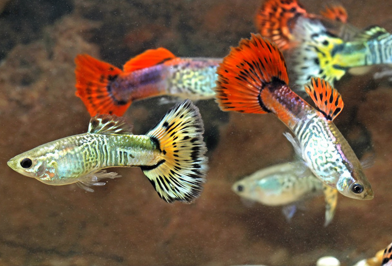 Foto på fisken Poecilia reticulata