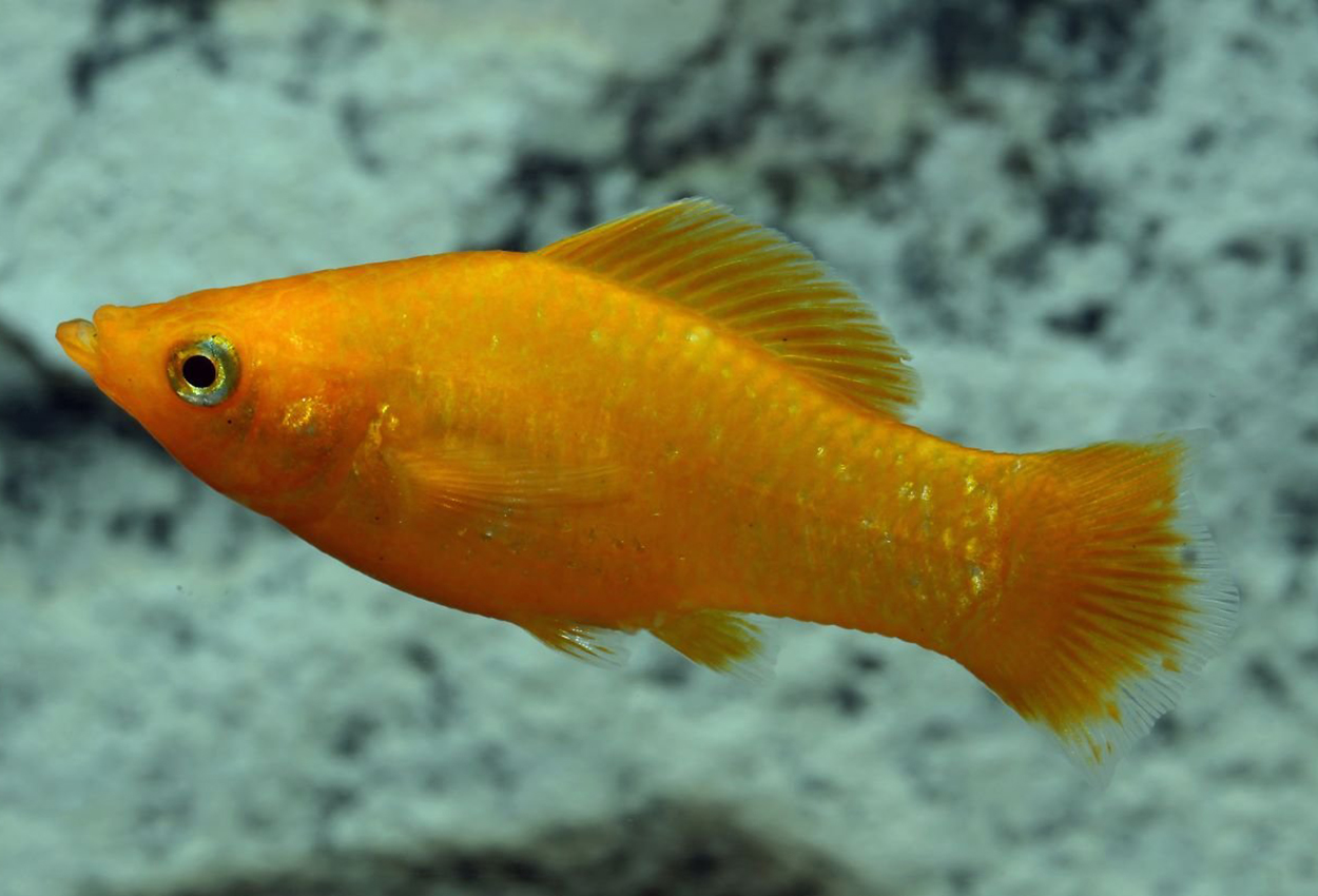 Orange molly