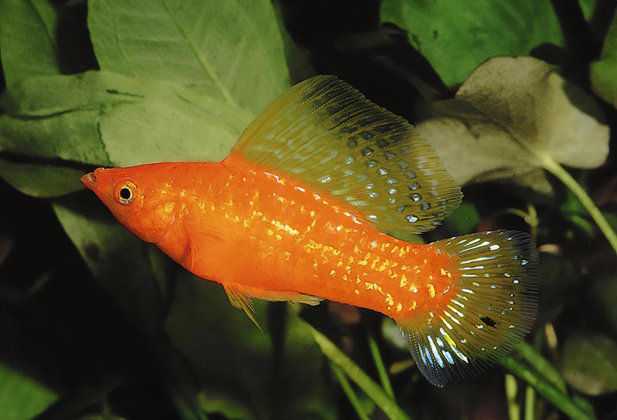 Foto på fisken Poecilia velifera