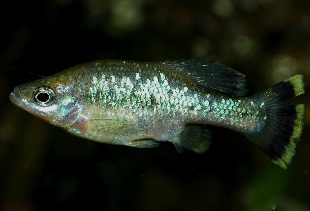 Foto på fisken Ameca splendens