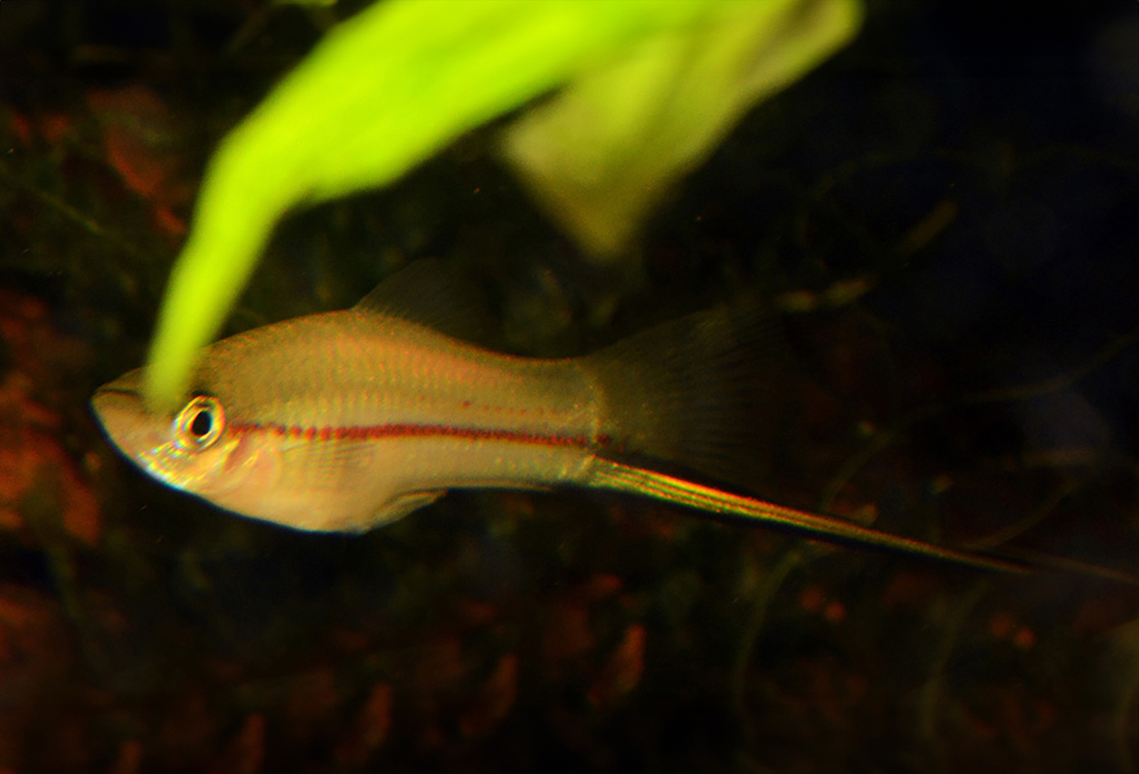Foto på fisken Xiphophorus kallmani