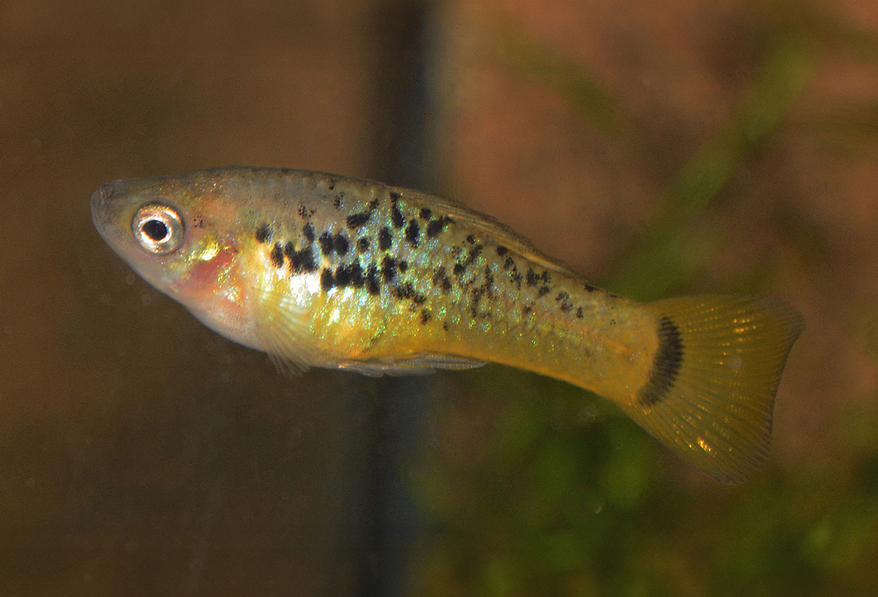 Foto på fisken Xiphophorus variatus