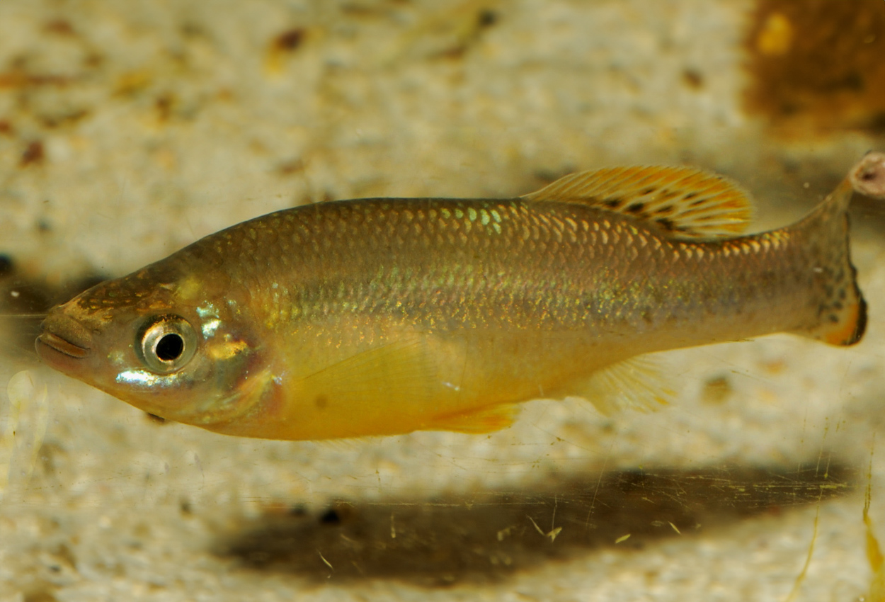 Foto på fisken Ilyodon furcidens