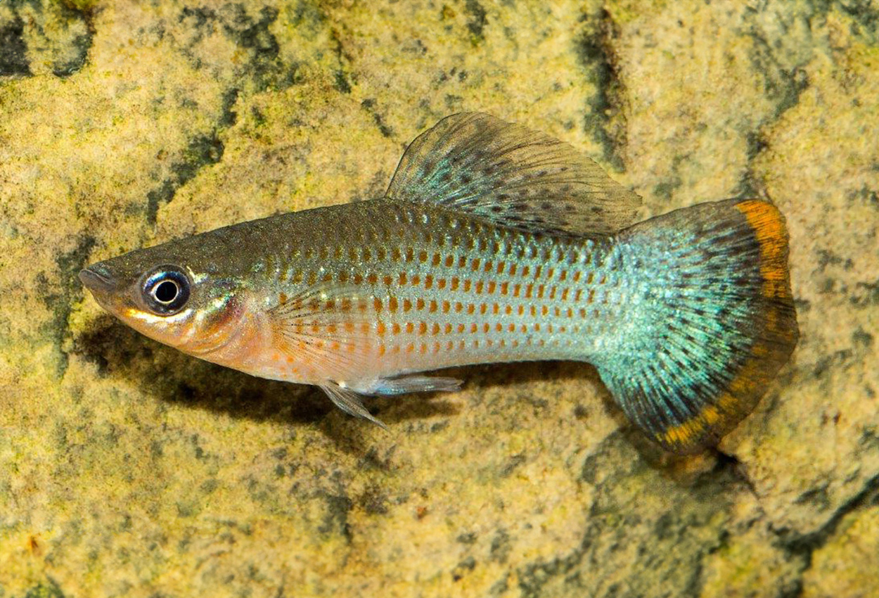 Foto på fisken Poecilia mexicana