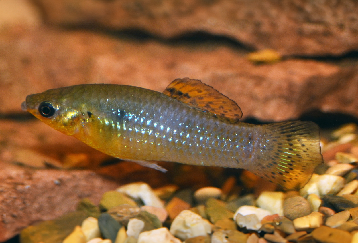 Foto på fisken Poecilia vandepolli