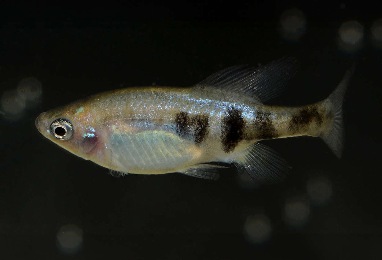 Foto på fisken Skiffia bilineata